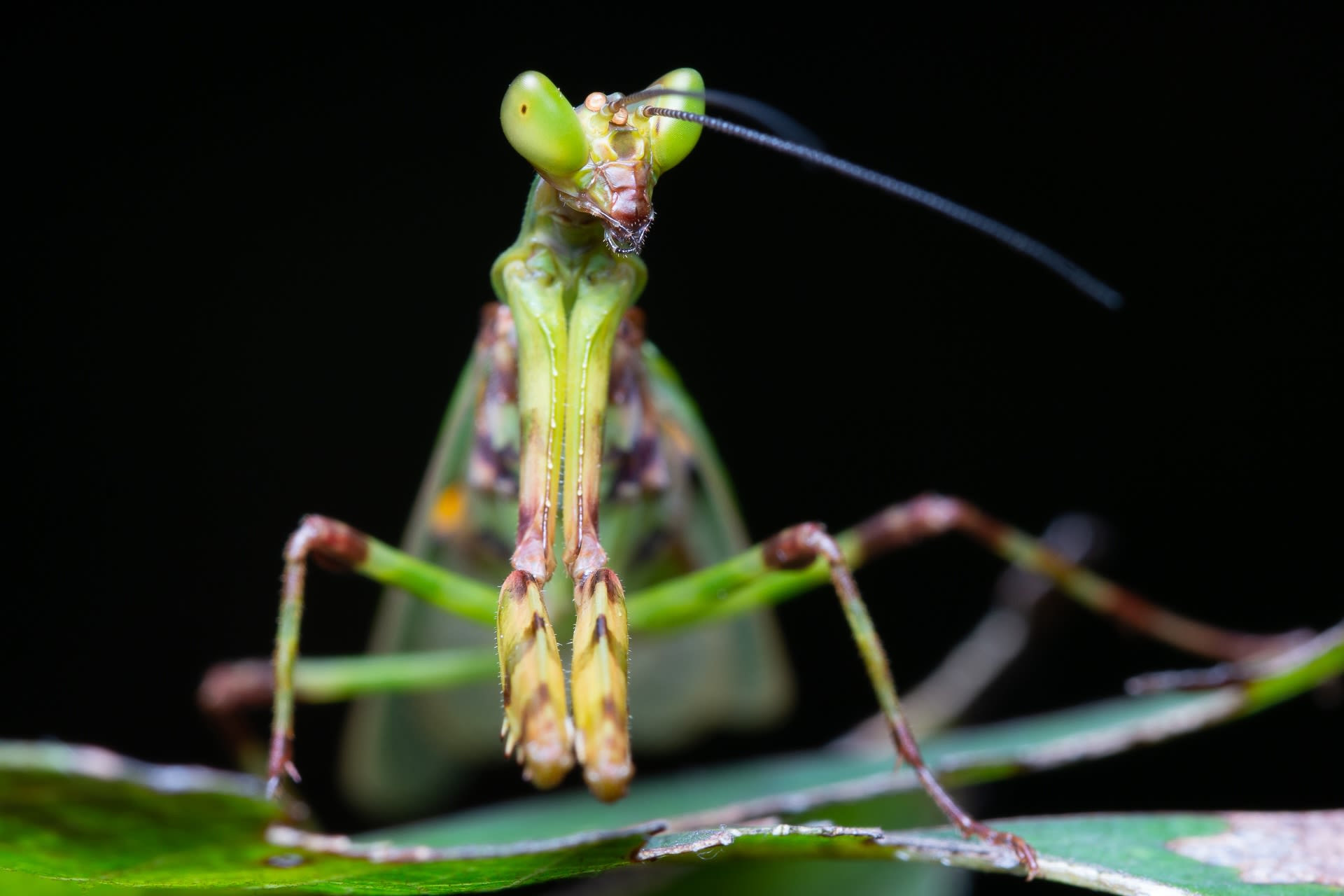 Out of Favour: Prayer for a Mantis